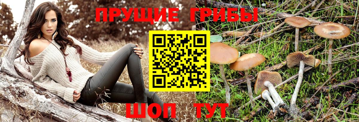 Галлюциногенные грибы Psilocybine cubensis Назарово